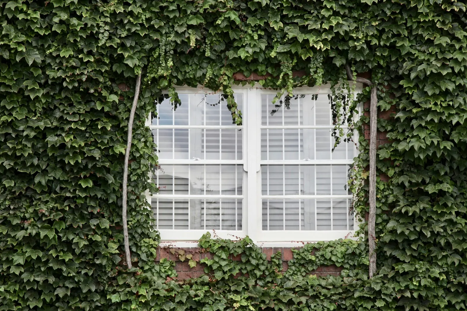 A South West London period window